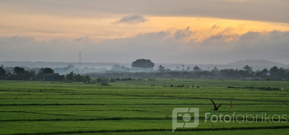 misty morning