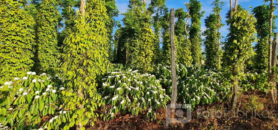 pipirai ir kava