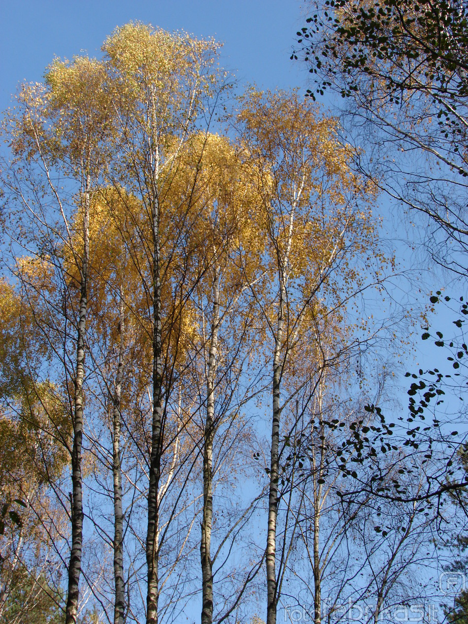 DSC01306.JPG