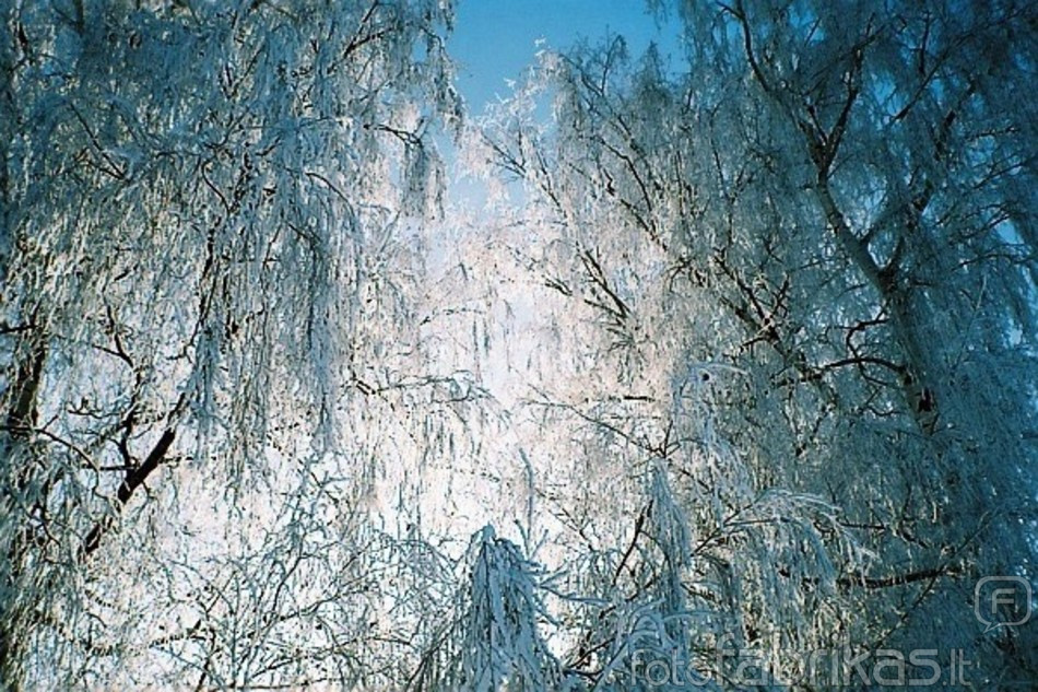winter_trees_by_gaidele.jpg