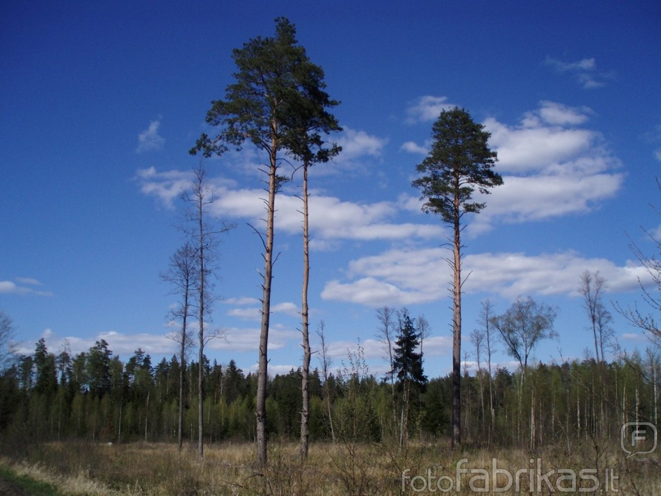 P4290814.JPG