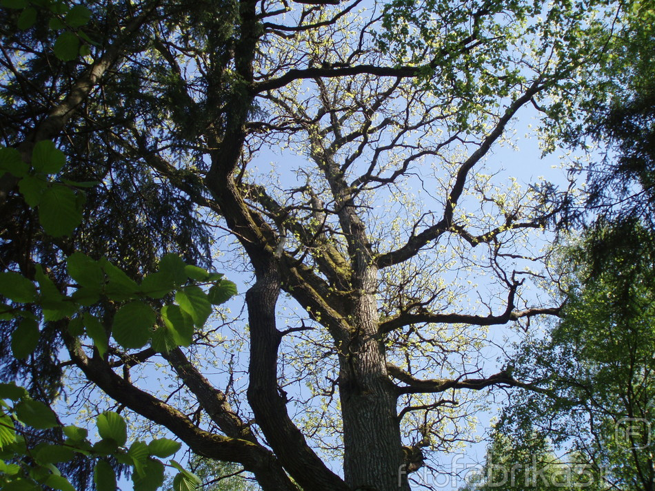 P5201382.JPG