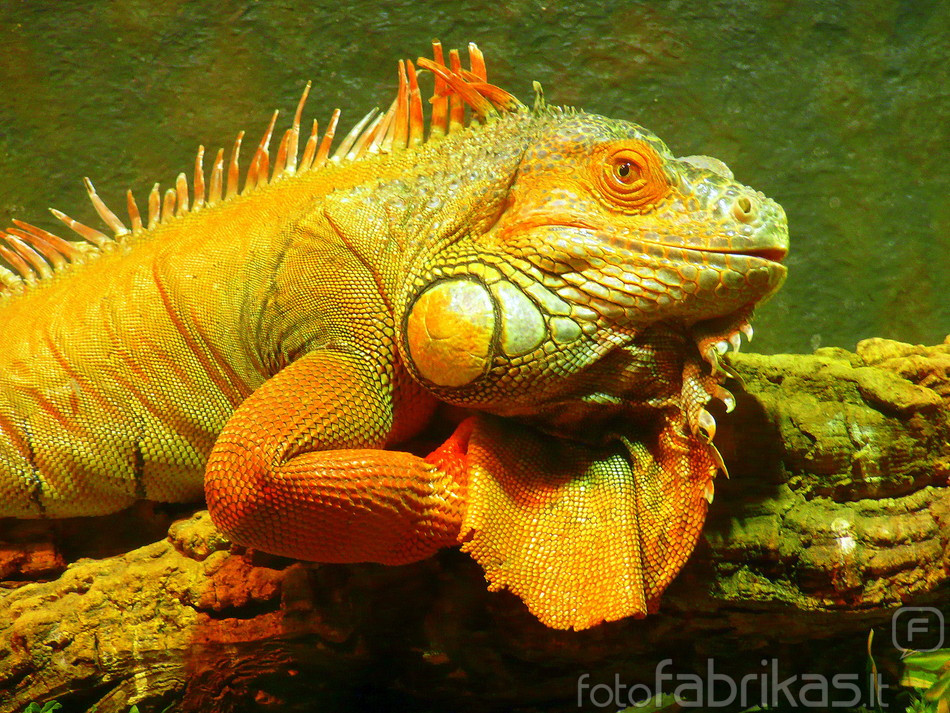 Iguana