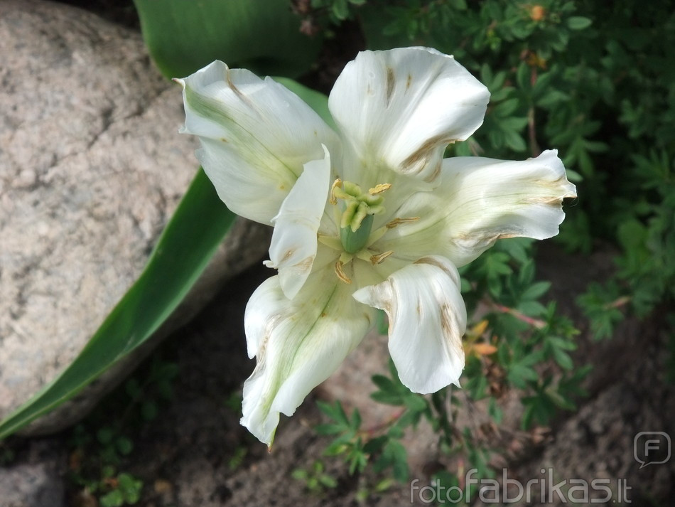 DSCF6236.JPG