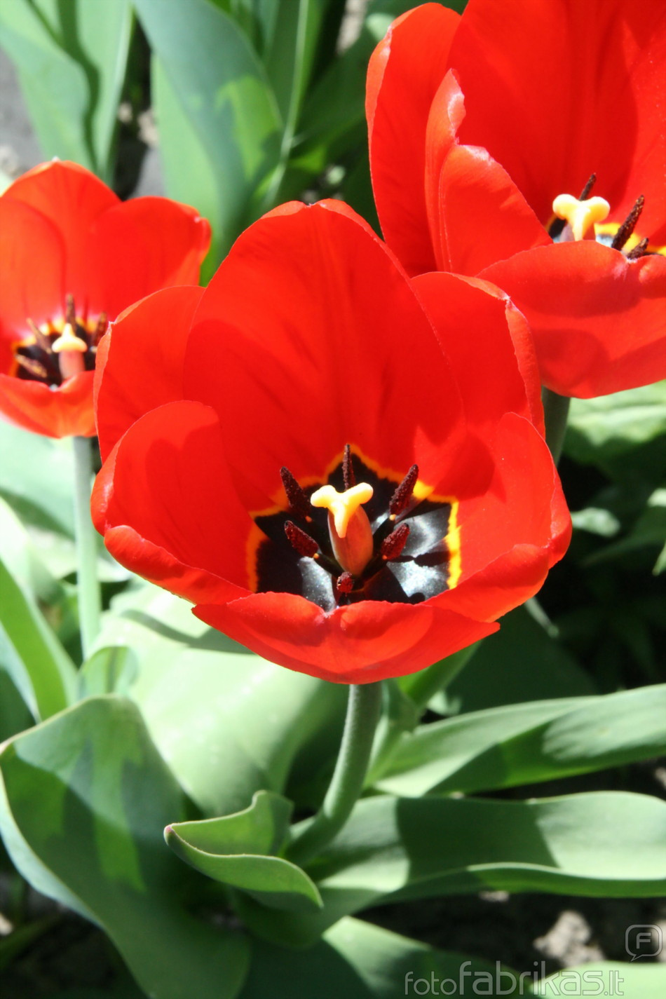Tulpes6.jpg