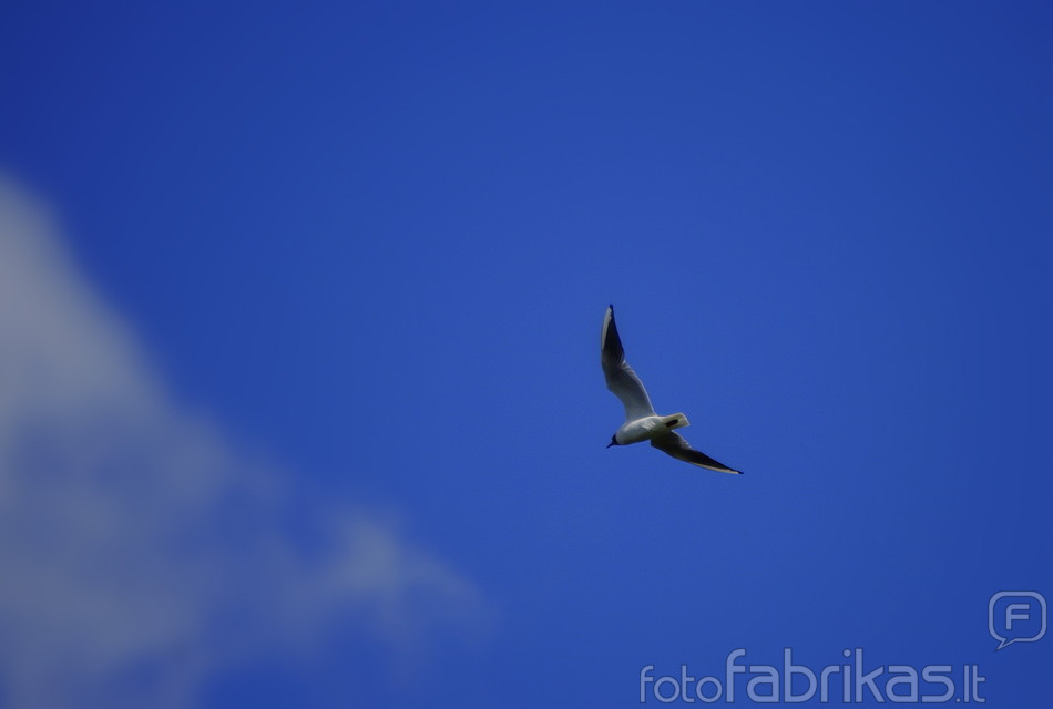 _IMG0572.JPG