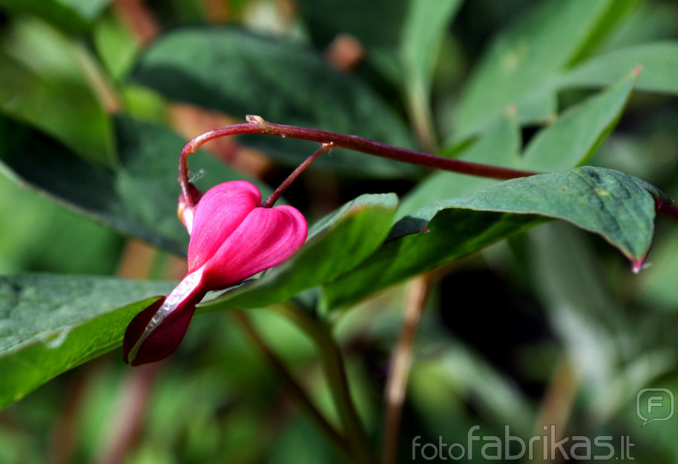 Bleeding heart