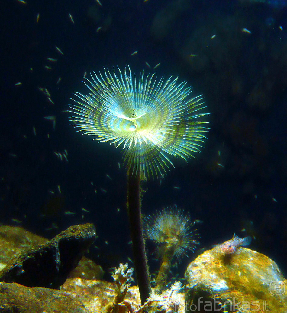 Jūrų gėlė