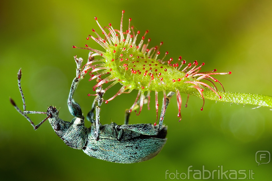 Madagaskaro 