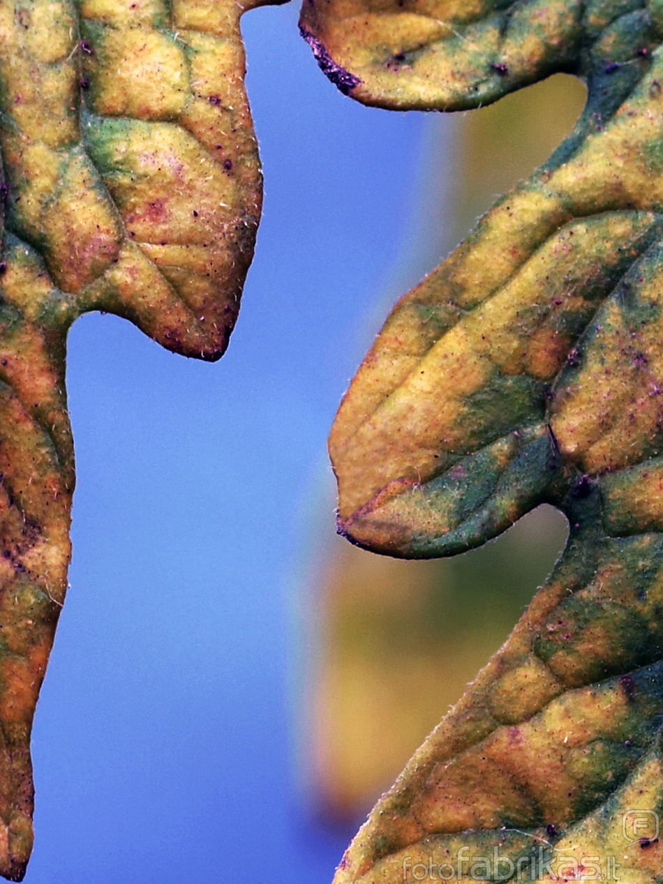 _8301508-1.jpg