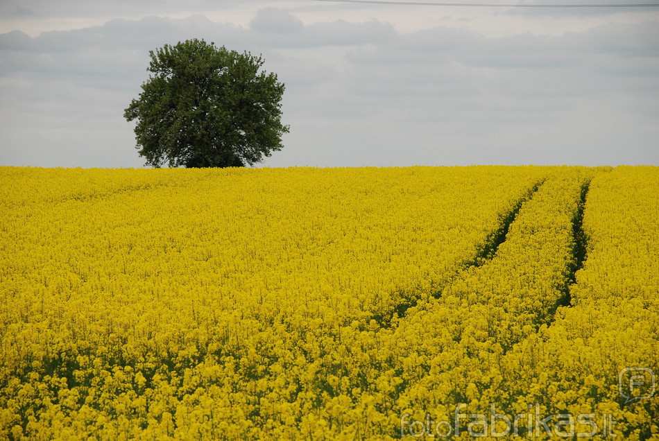 DSC_3286.JPG