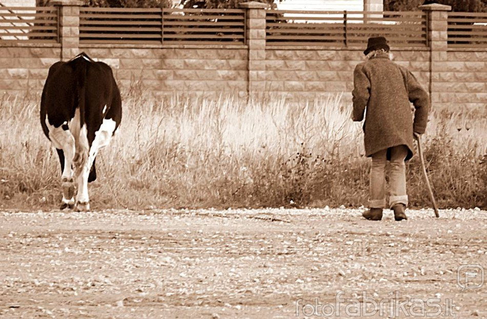 Senis ir jo karvė