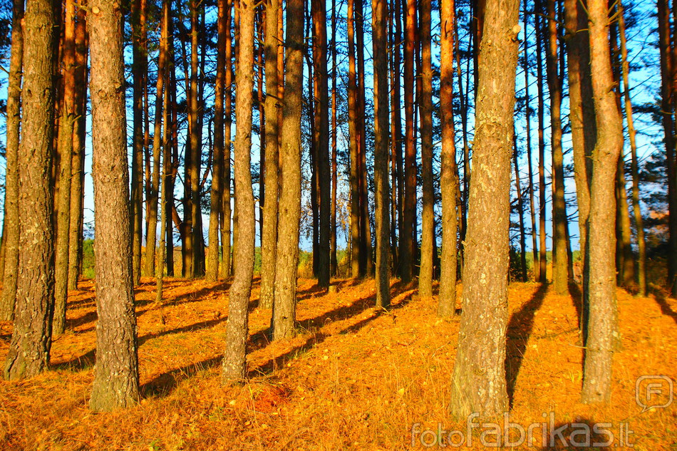 PA242779.JPG