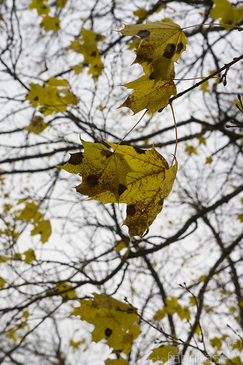 Paskutinės rudens spalvos