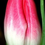 DSC_1274.JPG
