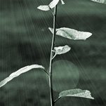 20080606_10-1311.jpg