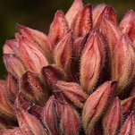 Rododendras