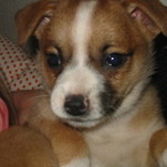 Lutti