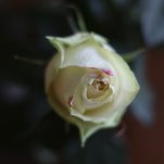 Rožė