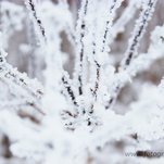 IMG_3469.JPG