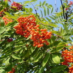 DSC00711.JPG