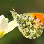 Ausrele - Anthocharis cardamines.JPG