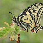 Machaonas- Papilio machaon.jpg