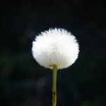DSC02295.JPG