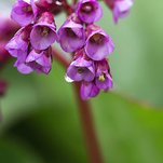 IMG_3150.jpg