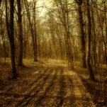 Miško kelias