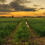 Vakaras kviečių lauke