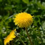 DSC_5255[1].JPG