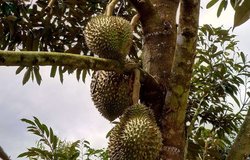 Sau Rieng