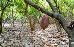 Kakavos sodas