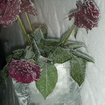 DSCN5979.jpg