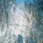 winter_trees_by_gaidele.jpg