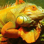 Iguana