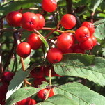 IMGP4852.JPG