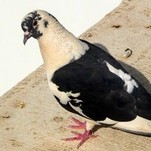Atėnietis