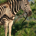 par.kruger.park.2009_m0383.JPG