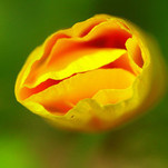IMGP1185.jpg