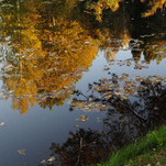 rudens atspindys