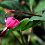 Bleeding heart