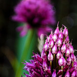 Purple rain