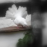 Raw00089.JPG