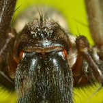 Naminis voras