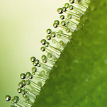 Pinguicula