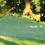 IMG_5675.JPG
