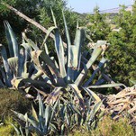 IMG_4449 (Large).JPG
